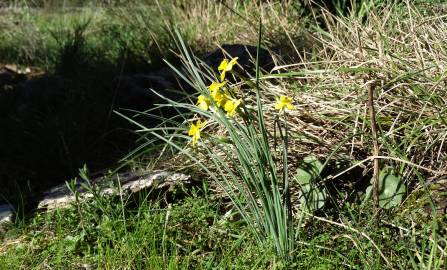 Fotografia da espécie Narcissus rupicola