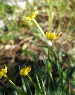 Fotografia 16 da espécie Narcissus rupicola no Jardim Botânico UTAD