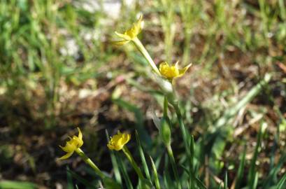 Fotografia da espécie Narcissus rupicola