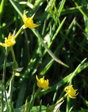 Fotografia 17 da espécie Narcissus rupicola no Jardim Botânico UTAD