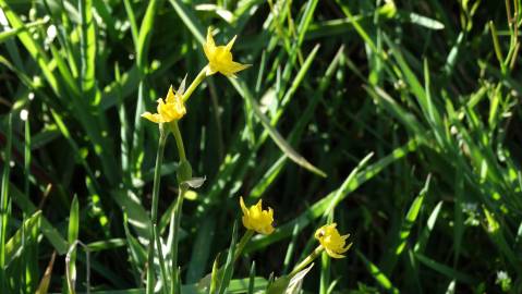 Fotografia da espécie Narcissus rupicola