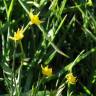 Fotografia 17 da espécie Narcissus rupicola do Jardim Botânico UTAD