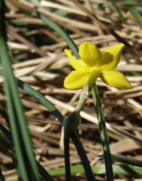 Fotografia 18 da espécie Narcissus rupicola no Jardim Botânico UTAD