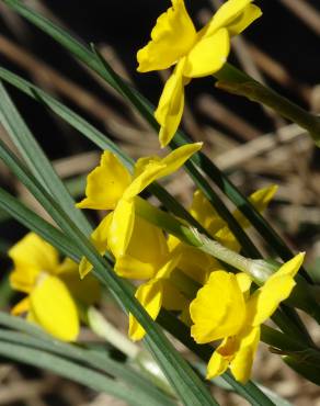 Fotografia 1 da espécie Narcissus rupicola no Jardim Botânico UTAD