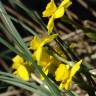 Fotografia 1 da espécie Narcissus rupicola do Jardim Botânico UTAD