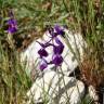 Fotografia 3 da espécie Linaria elegans do Jardim Botânico UTAD