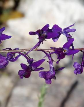 Fotografia 4 da espécie Linaria elegans no Jardim Botânico UTAD