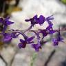 Fotografia 4 da espécie Linaria elegans do Jardim Botânico UTAD