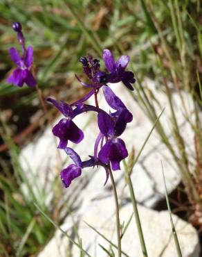 Fotografia 5 da espécie Linaria elegans no Jardim Botânico UTAD