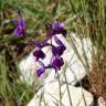 Fotografia 5 da espécie Linaria elegans do Jardim Botânico UTAD