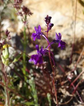 Fotografia 6 da espécie Linaria elegans no Jardim Botânico UTAD