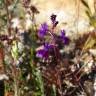 Fotografia 6 da espécie Linaria elegans do Jardim Botânico UTAD