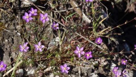 Fotografia da espécie Spergularia purpurea