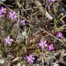 Fotografia 7 da espécie Spergularia purpurea do Jardim Botânico UTAD