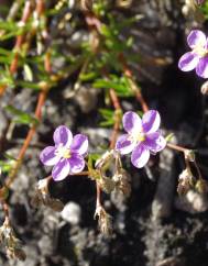 Spergularia purpurea