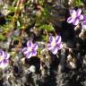 Fotografia 1 da espécie Spergularia purpurea do Jardim Botânico UTAD