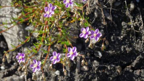 Fotografia da espécie Spergularia purpurea