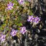 Fotografia 8 da espécie Spergularia purpurea do Jardim Botânico UTAD