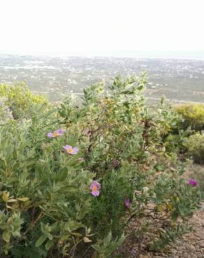 Fotografia 12 da espécie Cistus albidus no Jardim Botânico UTAD