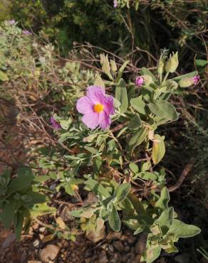 Fotografia 13 da espécie Cistus albidus no Jardim Botânico UTAD