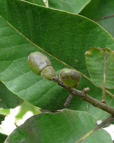 Fotografia de capa Semecarpus anacardium - do Jardim Botânico