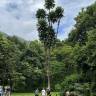 Fotografia 3 da espécie Semecarpus anacardium do Jardim Botânico UTAD