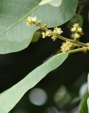 Fotografia 4 da espécie Semecarpus anacardium no Jardim Botânico UTAD