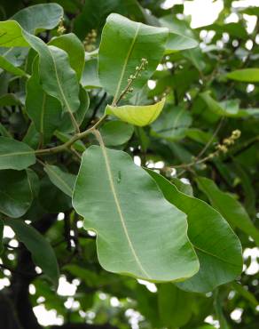 Fotografia 5 da espécie Semecarpus anacardium no Jardim Botânico UTAD