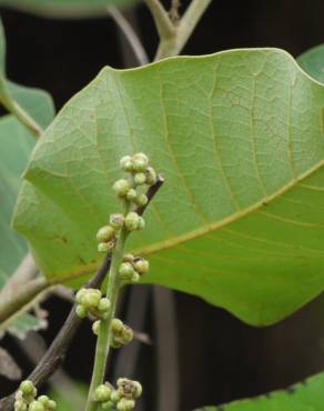 Fotografia 6 da espécie Semecarpus anacardium no Jardim Botânico UTAD