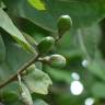 Fotografia 7 da espécie Semecarpus anacardium do Jardim Botânico UTAD