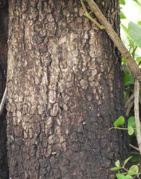 Fotografia 8 da espécie Semecarpus anacardium no Jardim Botânico UTAD