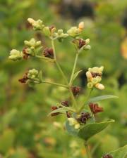 Fotografia da espécie Nyctanthes arbor-tristis