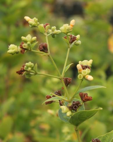Fotografia de capa Nyctanthes arbor-tristis - do Jardim Botânico