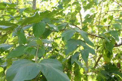 Fotografia da espécie Nyctanthes arbor-tristis