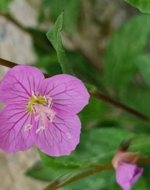 Fotografia 13 da espécie Oenothera rosea no Jardim Botânico UTAD