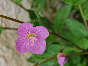 Fotografia da espécie Oenothera rosea