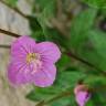 Fotografia 13 da espécie Oenothera rosea do Jardim Botânico UTAD