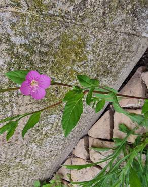 Fotografia 14 da espécie Oenothera rosea no Jardim Botânico UTAD