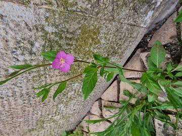 Fotografia da espécie Oenothera rosea