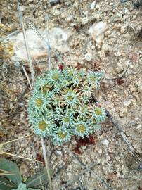 Fotografia da espécie Evax pygmaea subesp. ramosissima