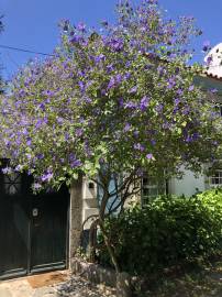 Fotografia da espécie Lycianthes rantonnetii