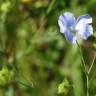 Fotografia 3 da espécie Linum usitatissimum do Jardim Botânico UTAD