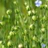 Fotografia 10 da espécie Linum usitatissimum do Jardim Botânico UTAD