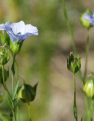 Linum usitatissimum