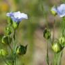 Fotografia 1 da espécie Linum usitatissimum do Jardim Botânico UTAD