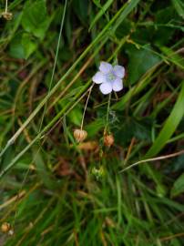 Fotografia da espécie Linum bienne