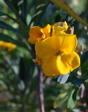 Fotografia 8 da espécie Erysimum cheiri no Jardim Botânico UTAD