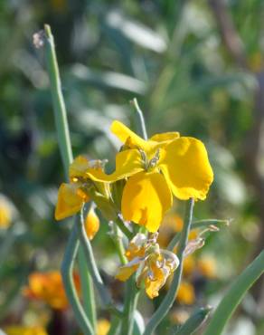 Fotografia 9 da espécie Erysimum cheiri no Jardim Botânico UTAD