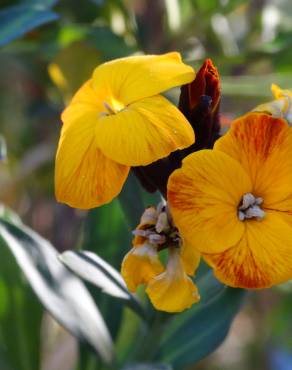 Fotografia 11 da espécie Erysimum cheiri no Jardim Botânico UTAD