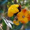 Fotografia 11 da espécie Erysimum cheiri do Jardim Botânico UTAD